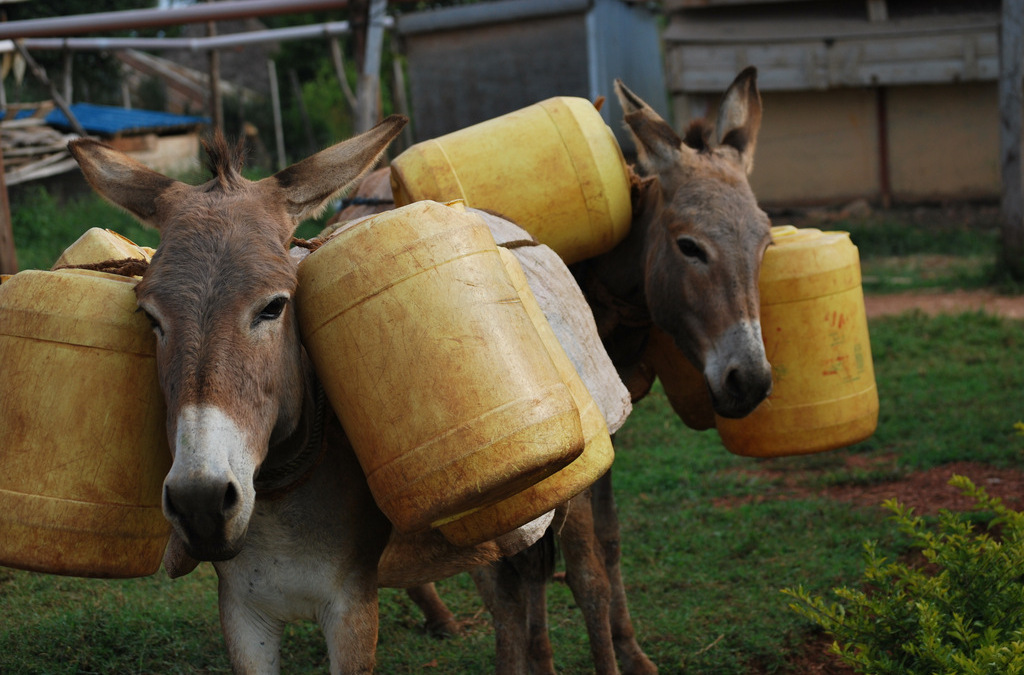 Donkeys